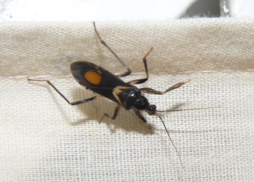 Rasahus hamatus